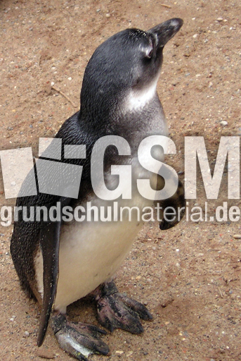 Brillenpinguin-A.JPG